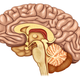 Illustration for article titled A Common Liver Drug Could Be Key to Curing Parkinsons